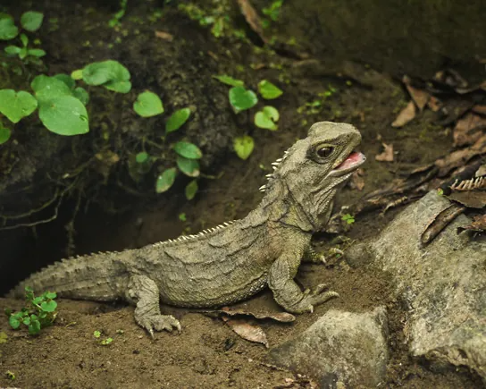 This photo shows a green lizard with short spines on its back.