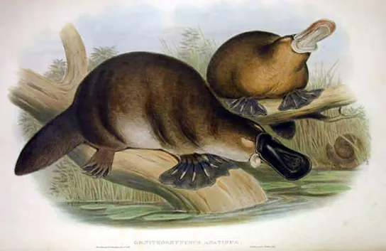 These illustrations show a short-haired mammal (platypus) with webbed feet, flat tails and a flat snout.