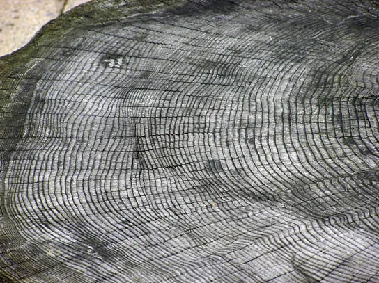 Photo shows a cross section of a large tree trunk with many rings projecting outward from the center.