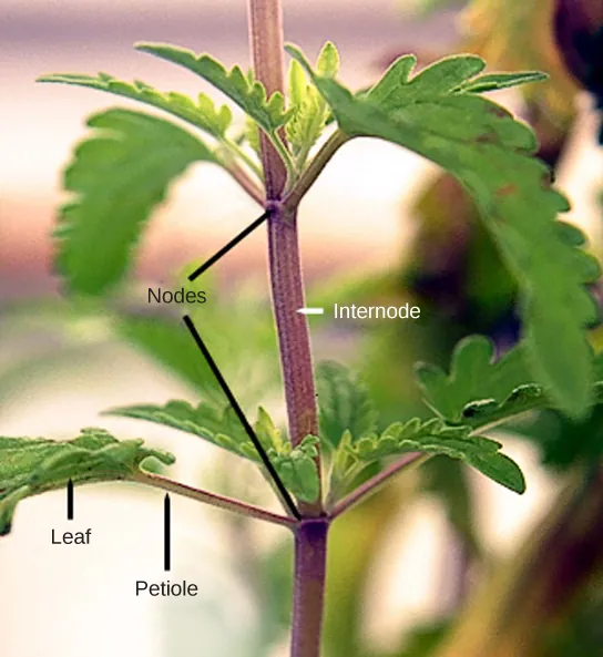 Photo shows a stem. Leaves are attached to petioles, which are small branches that radiate out from the stem. The petioles join the branch at junctions called nodes. The nodes are separated by a length of stem called the internode. Above the petioles, small leaves bud out from the node.