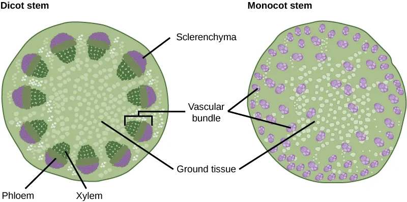 Part A is cross section of a dicot stem. In the center of the stem is ground tissue. Symmetrically arranged near the outside of the stem are egg-shaped vascular bundles; the narrow end of the egg points inward. The inner part of the vascular bundle is xylem tissue, and the outer part is sclerenchyma tissue. Sandwiched between the xylem and sclerenchyma is the phloem. Part B is a cross section of a monocot stem. In the monocot stem, the vascular bundles are scattered throughout the ground tissue. The bundles are smaller than in the dicot stem, and distinct layers of xylem, phloem and sclerenchyma cannot be discerned.