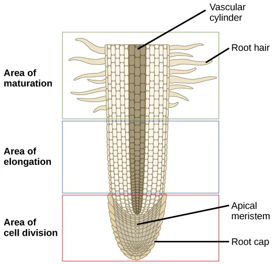 This lateral section of a root tip is divided into three areas: an upper area of maturation, a middle area of elongation, and a lower area of cell division at the root tip. In the area of maturation, root hairs extend from the main root and cells are large and rectangular. The area of elongation has no root hairs, and the cells are still rectangular, but somewhat smaller. A vascular cylinder runs through the center of the root in the area of maturation and the area of elongation. In the area of cell division the cells are much smaller. Cells within this area are called the apical meristem. A layer of cells called the root cap surrounds the apical meristem.