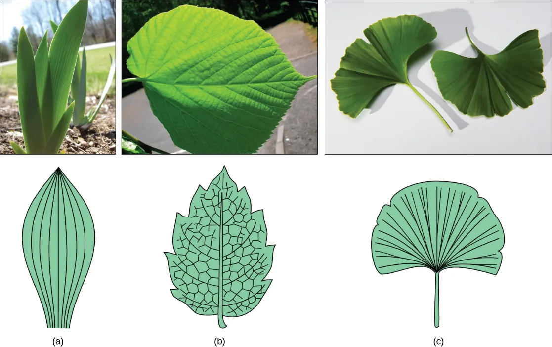 Part A photo shows the broad, sword-shaped leaves of a tulip. Parallel veins run up the leaves. Part B photo shows a teardrop-shaped linden leaf that has veins radiating out from the midrib. Smaller veins radiate out from these. Right photo shows a fan-shaped ginkgo leaf, which has veins radiating out from the petiole.