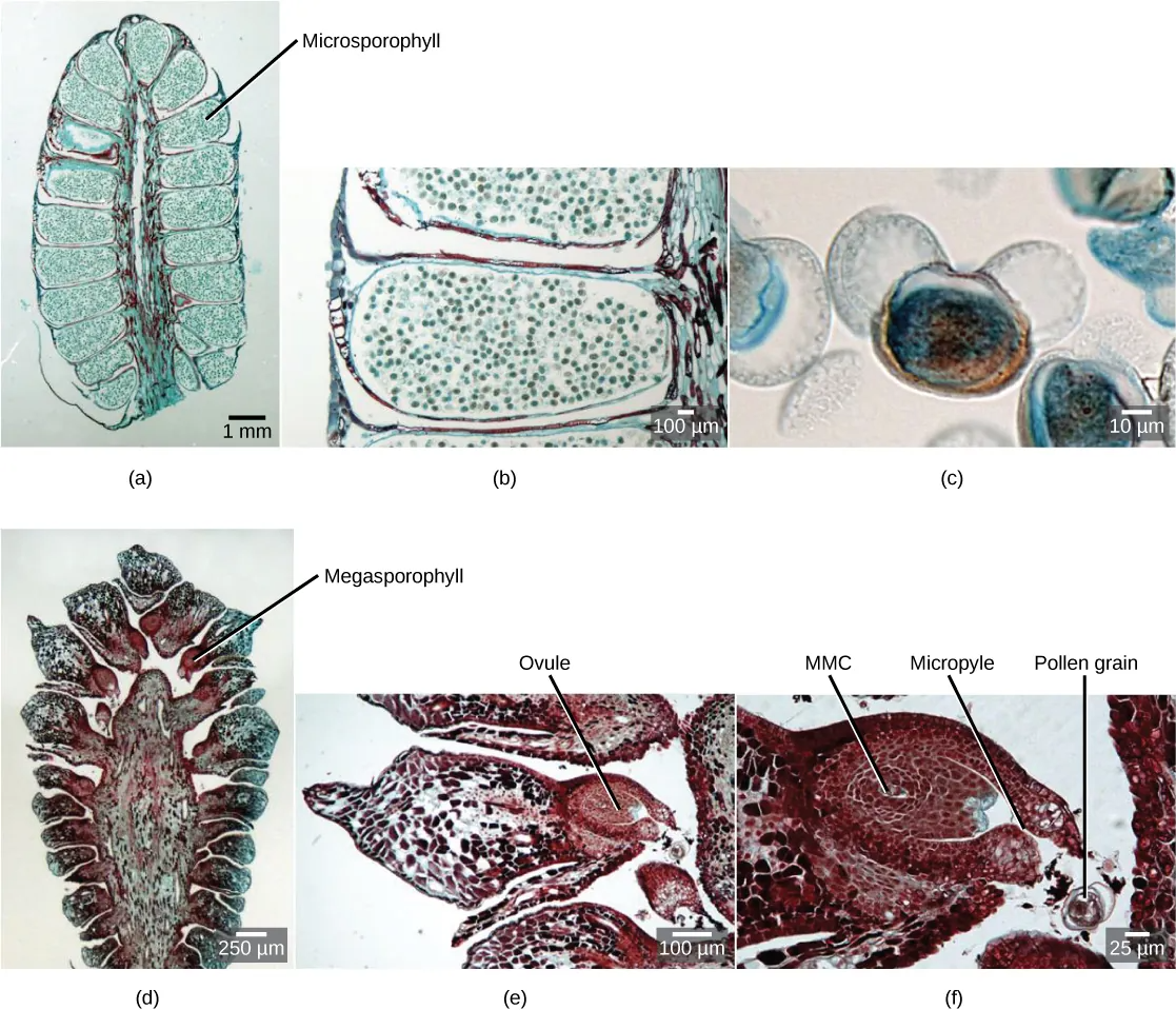 Part a shows a cross section of a male cone, which is oval with a flattened bottom. A stem-like structure runs up the middle, and oblong microsporophylls radiate from either side. Migrograph b shows a microsphorphyll, which is filled with round pollen grains. Micrograph C shows a pollen grain, which is oval with two lobes attached. Part D shows a cross section of a female cone, which is similar in shape to the male cone but with a wider central structure. Megasporophylls radiate from either side of this structure. At the base the megasprophylls are narrow, and the widen out into a roughly diamond shape. Part E shows the megasprophyll, which has an oval ovule at its base. Part F shows the ovule. The megaspore mother cell is at the center. An opening called a micropyle allows entry of the pollen tube from the base.