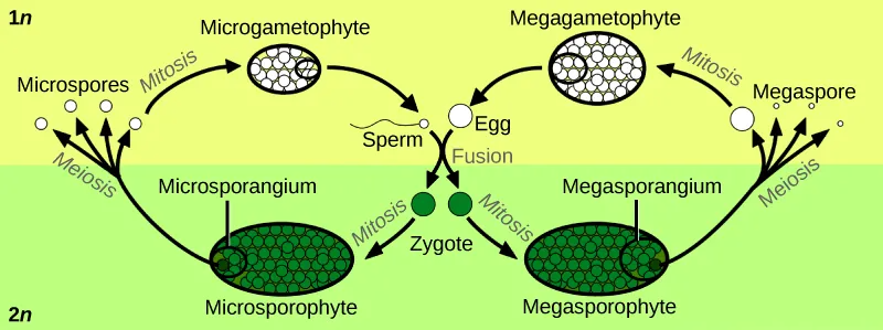 Illustration shows the life cycle of angiosperms, which includes a microgametophyte stage and a megagametophyte stage. The life cycle begins with the fusion of egg and sperm to form a zygote. The zygote undergoes mitosis, resulting in a male microsporophyte or a female megasporophyte. The microsporophyte has a cluster of cells called a microsporangium, and the megasporophyte has a cluster of cells called a megasporangium. Through meiosis, the microsporangium forms microspores, and the megasporangium forms megaspores. Both microspores and megaspores undergo mitosis, forming the microgametophyte and megagametophyte, respectively. Within the microgametophyte, the fusion of egg and sperm completes the cycle.