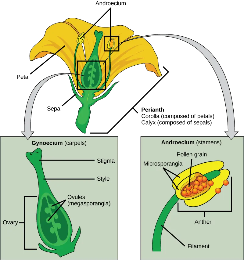 Illustration shows parts of a flower, which is called the perianth. The corolla is composed of petals, and the calyx is composed of sepals. At the center of the perianth is a vase-like structure called the carpel. A flower may have one or more carpels, but the example shown has only one. The narrow neck of the carpel, called the style, widens into a flat stigma at the top. The ovary is the wide part of the carpel. Ovules, or megasporangia, are clusters of pods in the middle of the ovary. The androecium is composed of stamens which cluster around the carpel. The stamen consists a long, stalk-like filament with an anther at the end. The anther shown is tri-lobed. Each lobe, called a microsporangium, is filled with pollen.