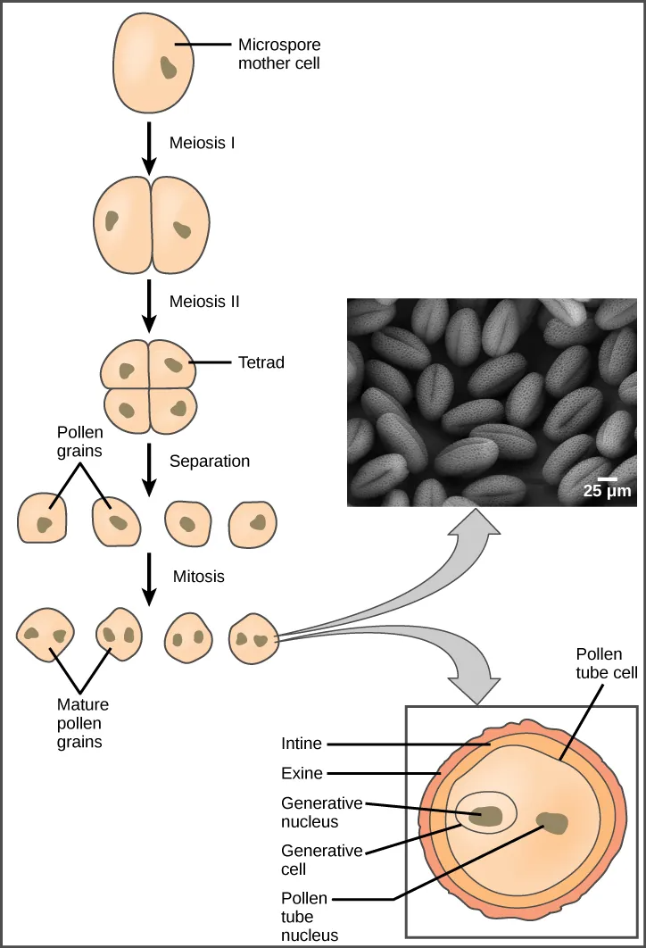 Illustration shows the formation of pollen from a microspore mother cell. The mother cell undergoes meiosis to form a tetrad of cells, which separate to form the pollen grains. The pollen grains undergo mitosis without cytokinesis, resulting in four mature pollen grains with two nuclei each. One is called the generative nucleus, and the other is called the pollen tube nucleus. Two projective layers form around the mature pollen grain, the inner intine and the outer exine. Micrograph shows a pollen grain, which looks like puffed wheat.