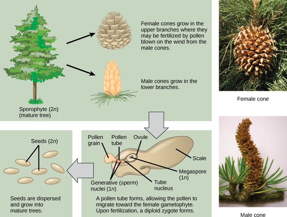 The conifer life cycle begins with a mature tree, which is called a sporophyte and is diploid, 2 n. The tree produces male cones in the lower branches, and female cones in the upper branches. The male cones produce pollen grains that contain two generative, sperm, nuclei and a tube nucleus. When the pollen lands on a female scale, a pollen tube grows toward the female gametophyte, which consists of an ovule containing the megaspore. Upon fertilization, a diploid zygote forms. The resulting seeds are dispersed, and grow into a mature tree, ending the cycle. Both the male and female cone are made up of rows of scales, but the female cone is round and wide, and the male cone is long and thin with thinner scales.