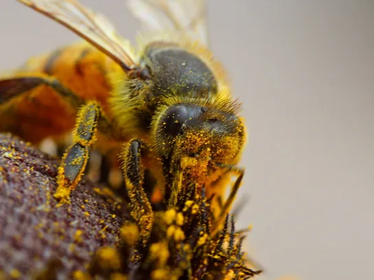 Photo depicts a bee covered in dusty yellow pollen.