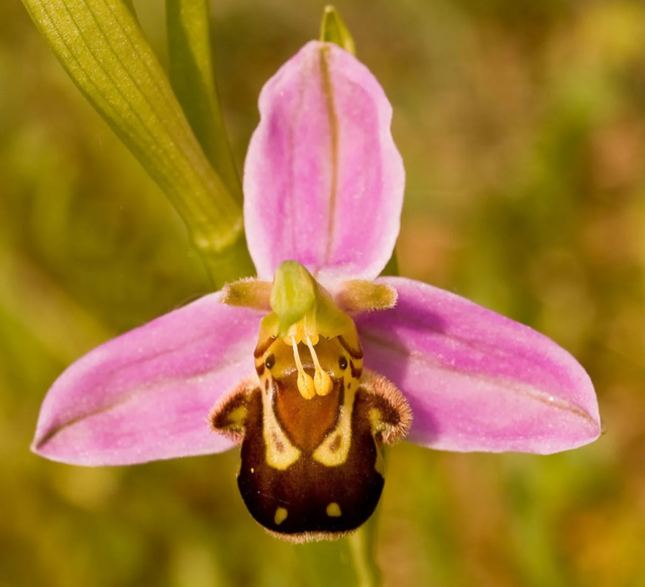 Photos depict an orchid with a bright yellow center and white petals.