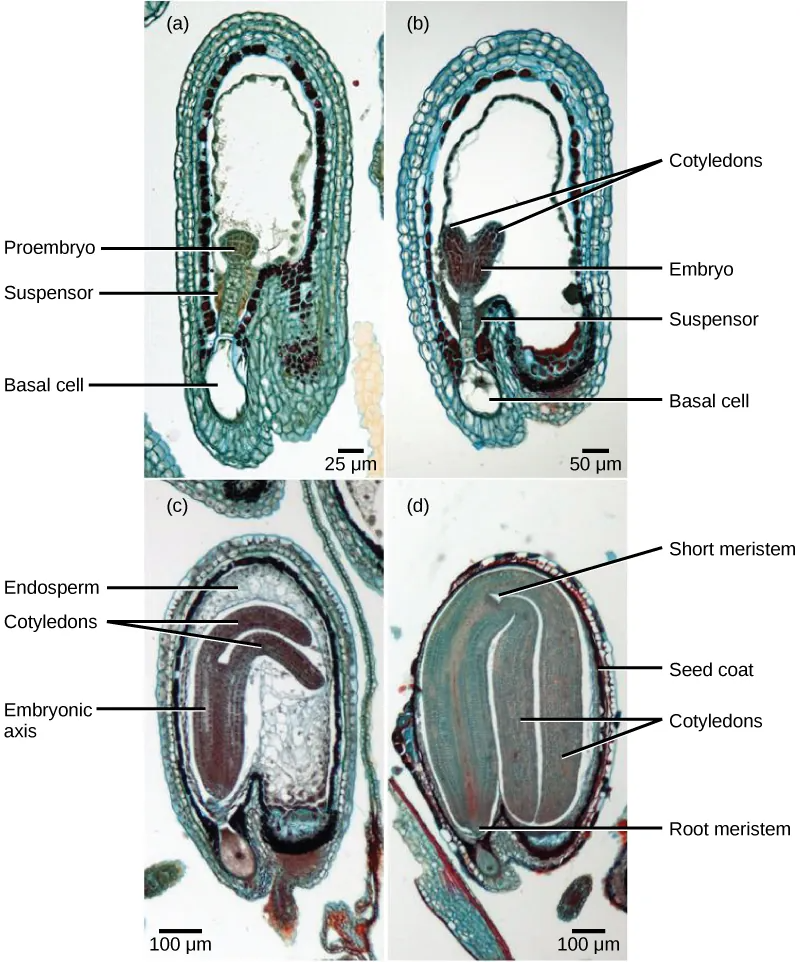 Micrograph A shows a seed in the initial stage of development. The proembryo grows inside an oval-shaped ovary with an opening at the bottom. The basal cell is at the bottom ovary, and suspensor cells are above it. The globular proembryo grows at the top of the suspensor. Micrograph B shows the second stage of development, in which the embryo grows into a heart-shape. Each bump in the heart is a cotyledon. Micrograph C shows the third stage of development. The embryo has grown longer and wider, and the cotyledons have grown into long extensions resembling bunny ears bent so they fit inside the seed. Cells inside the embryo grow in vertical columns. The central column, between the two ears, is called the embryonic axis. Micrograph D shows the fourth stage of development. The bunny ears are now as large as the main part of the embryo, and completely folded over. The base of the embryo is the root meristem, and the space between the two ears is the shoot meristem. A seed coat has formed over the ovary.