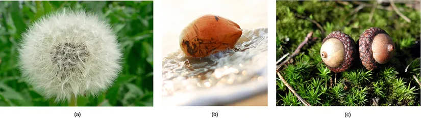 Part A shows a dandelion flower that has seeded. Part B shows a coconut floating in water. Part C shows two acorns.