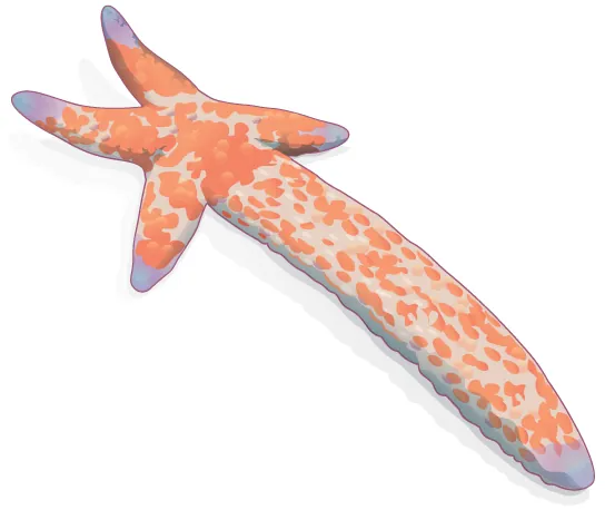 Illustration shows a sea star with one long arm and four very short arms.