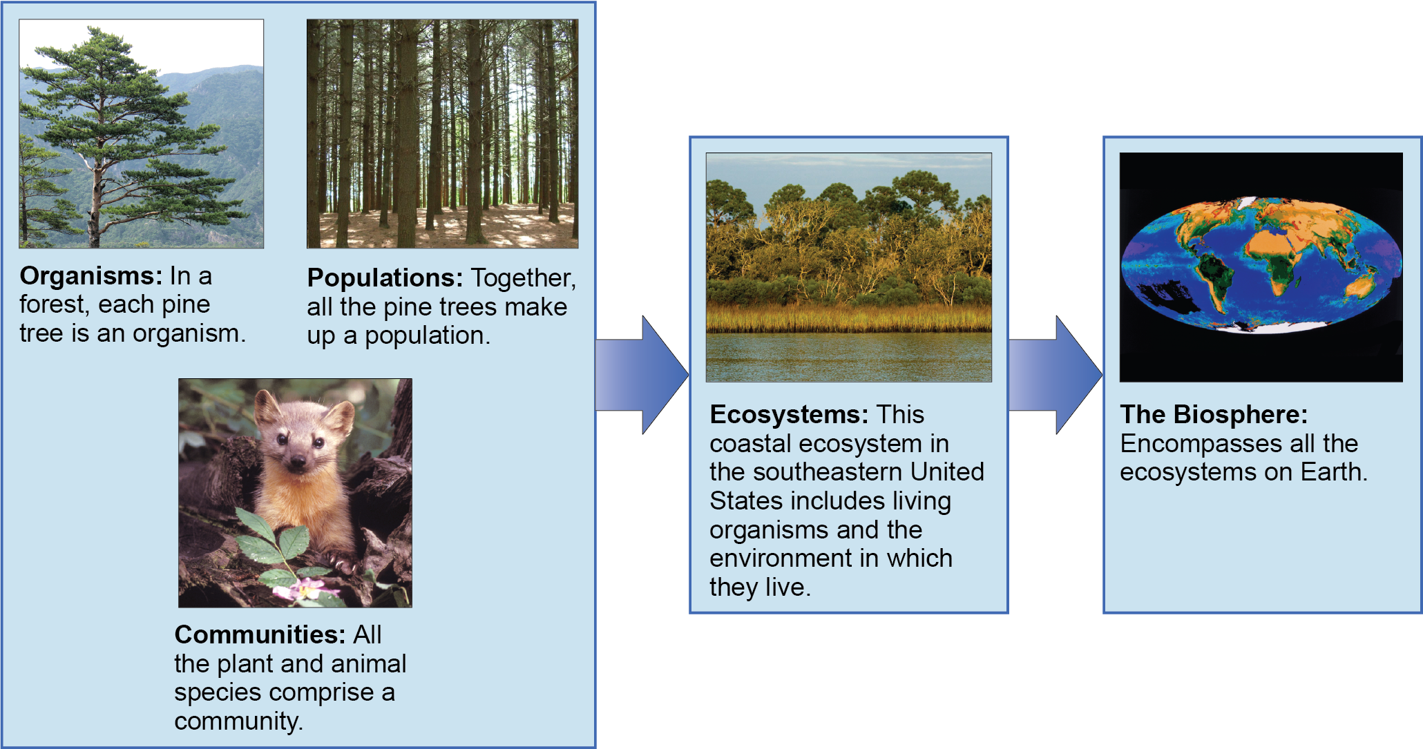 A flow chart of three boxes shows the hierarchy of living organisms. The top box is labeled Organisms, and a picture of a tree is shown; then populations, and a picture of a forest is shown; and then communities, and a picture of a marmot is shown. The second box is labeled ecosystems; and has a photograph of a body of water, behind which is a stand of tall grasses developing into more dense vegetation and trees as distance from the water increases. The third box is labeled as the biosphere; and shows a drawing of planet Earth.