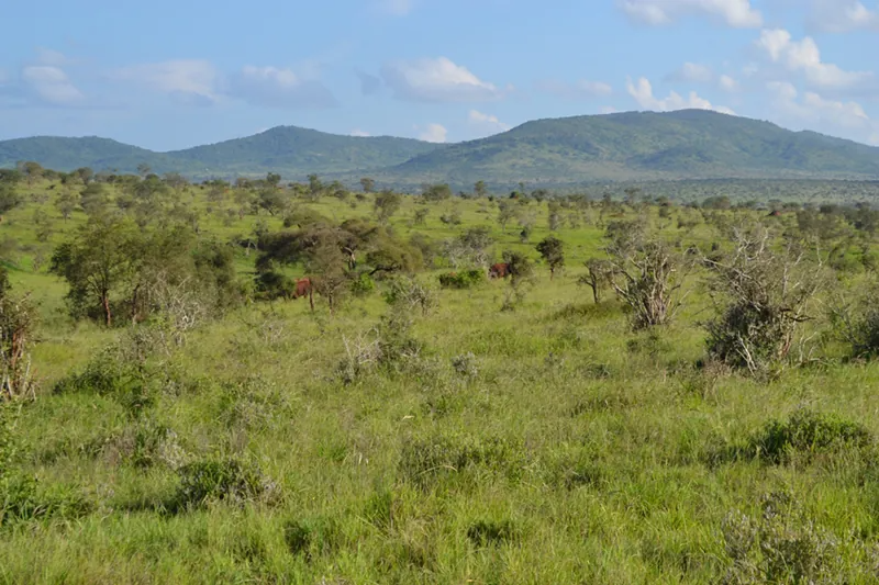 A grassy slope plain is covered in vegetation, whether it be grass, small bushes, or small trees.