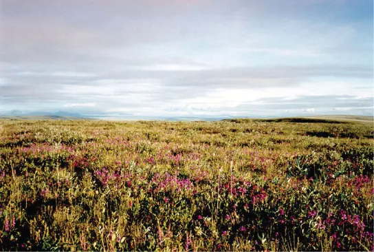 This photo shows a flat plain covered with shrub. Many of the shrubs are covered in pink flowers.