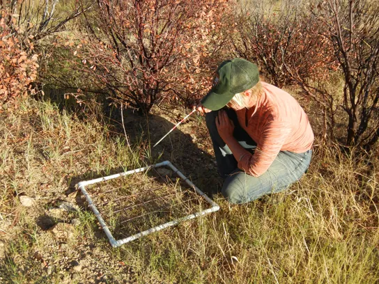 Photo shows a person looking down at a grid set on a patch of grass.