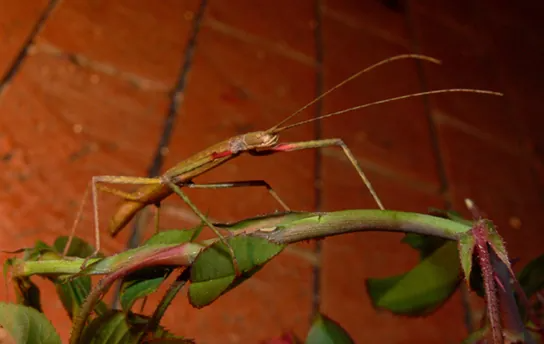 Photo shows a green walking stick insect that resembles the stem on which it sits.