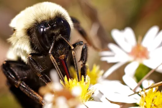 Photo shows virtually identical looking insects. It has smooth black faces and legs, but their body is covered in a white fuzzy looking material.