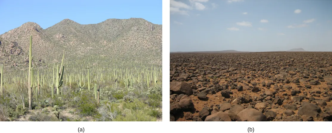 Photo (a) shows saguaro cacti that look like telephone poles with arms extended from them. Photo (b) shows a barren plain of red soil littered with rocks.