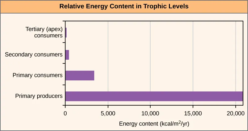 Graph shows energy content in different trophic levels. The energy content of primary producers is over 20,000 kilocalories per meter squared per year. The energy content of primary consumers is much smaller, about 3,400 kilocalories per meter squared per year. The energy content of secondary consumers is 383 kilocalories per meter squared per year, and the energy content of tertiary consumers is only 21 kilocalories per meter squared per year.