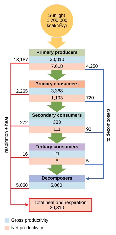 Flow chart shows that the ecosystem absorbs 1,700,00 calories per meter squared per year of sunlight. Primary producers have a gross productivity of 20,810 calories per meter squared per year. 13,187 calories per meter squared per year is lost to respiration and heat, so the net productivity of primary producers is 7,623 calories per meter squared per year. 4,250 calories per meter squared per year is passed on to decomposers, and the remaining 3,373 calories per meter squared per year is passed on to primary consumers. Thus, the gross productivity of primary consumers is 3,373 calories per meter squared per year. 2,270 calories per meter squared per year is lost to heat and respiration, resulting in a net productivity for primary consumers of 1,103 calories per meter squared per year. 720 calories per meter squared per year is lost to decomposers, and 383 calories per meter squared per year becomes the gross productivity of secondary consumers. 272 calories per meter squared per year is lost to heat and respiration, so the net productivity for secondary consumers is 111 calories per meter squared per year. 90 calories per meter squared per year is lost to decomposers, and the remaining 21 calories per meter squared per year becomes the gross productivity of tertiary consumers. Sixteen calories per meter squared per year is lost to respiration and heat, so the net productivity of tertiary consumers is 5 calories per meter squared per year. All this energy is lost to decomposers. In total, decomposers use 5,065 calories per meter squared per year of energy, and 20,810 calories per meter squared per year is lost to respiration and heat.