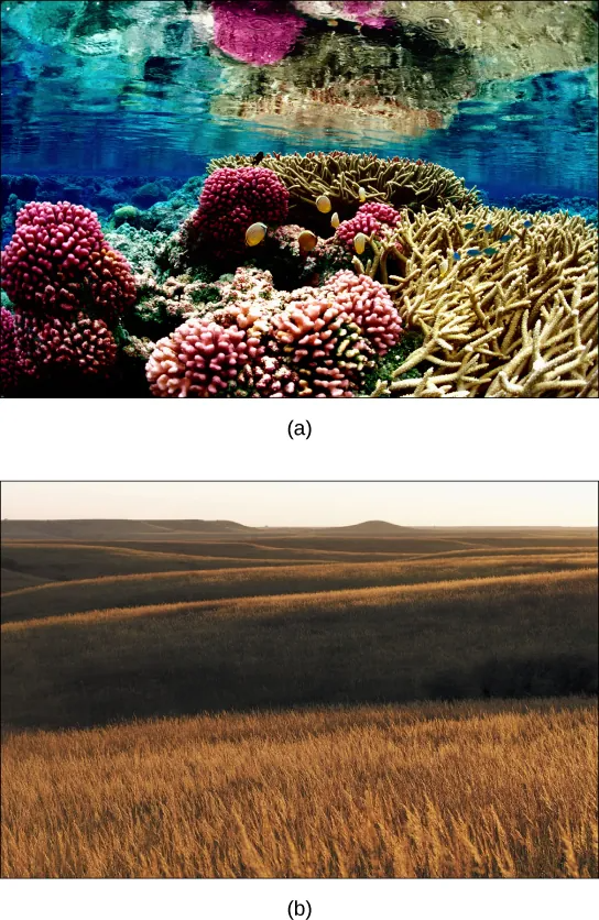 Photo a shows a coral reef. Some of the coral is lobe-shaped, with bumpy pink protrusions, and the other coral has long, slender beige branches. Fish swim among the coral. Photo b shows a rolling prairie, with nothing but tall brown grass as far as the eye can see.