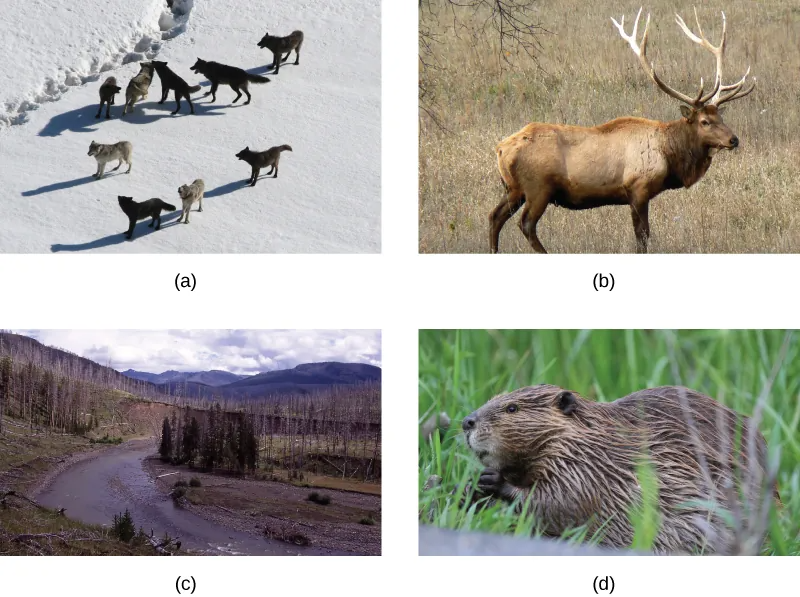Photo A shows a pack of wolves walking on snow. Photo B shows a river running through a meadow with a few copses of trees, some living and some dead. Photo C shows and elk, and photo d shows a beaver.