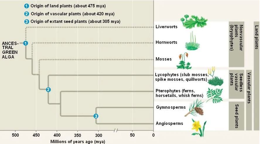 Evolution of land plants