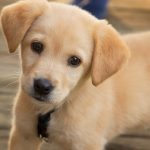 Young goden yellow puppy looking at the camera.