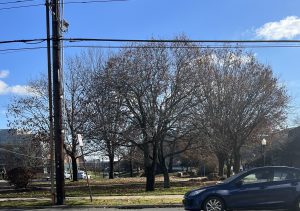 A picture of a bare tree behind power lines and a car.