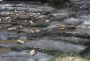 Sea Lions