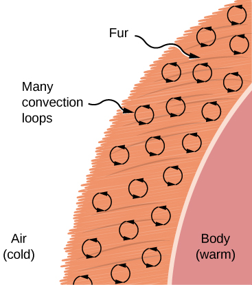 Figure shows part of a warm body covered with a layer of fur. The air outside is cold. There are circular arrows in the fur labeled convection loops.