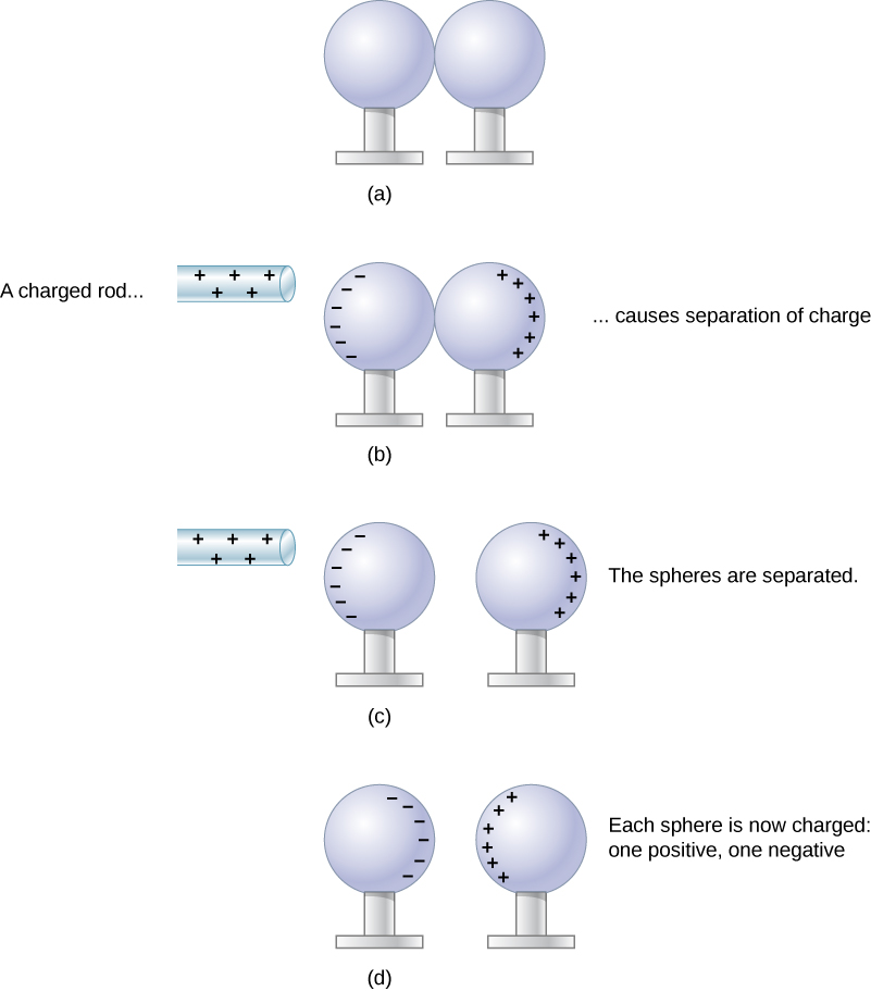 In part a, a pair of neutral metal spheres are in contact. In part b, a rod with positive charge is close to the surface of one of the sphere. Negative signs are shown on this surface near the rod and positive signs are shown on the farthest part of the surface of the other sphere. The charged rod causes separation of charge. In part c, the positively charged rod is near the spheres, and the spheres are not in contact. As in figure b, the outer surface of the sphere nearest the rod has negative signs and the far surface of the other sphere has positive signs. In part d, the glass rod is not shown. The charges are now on the inner surfaces of the metallic spheres. One sphere has negative signs and the other has positive signs facing each other.