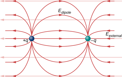 A dipole, consisting of a negative charge on the left and a positive charge on the right is in a uniform electric field pointing to the right. The dipole moment, p, points to the right. The field lines of the net electric field are the sum of the dipole field and the uniform external field, horizontal far from the dipole and similar to the dipole field near the dipole.