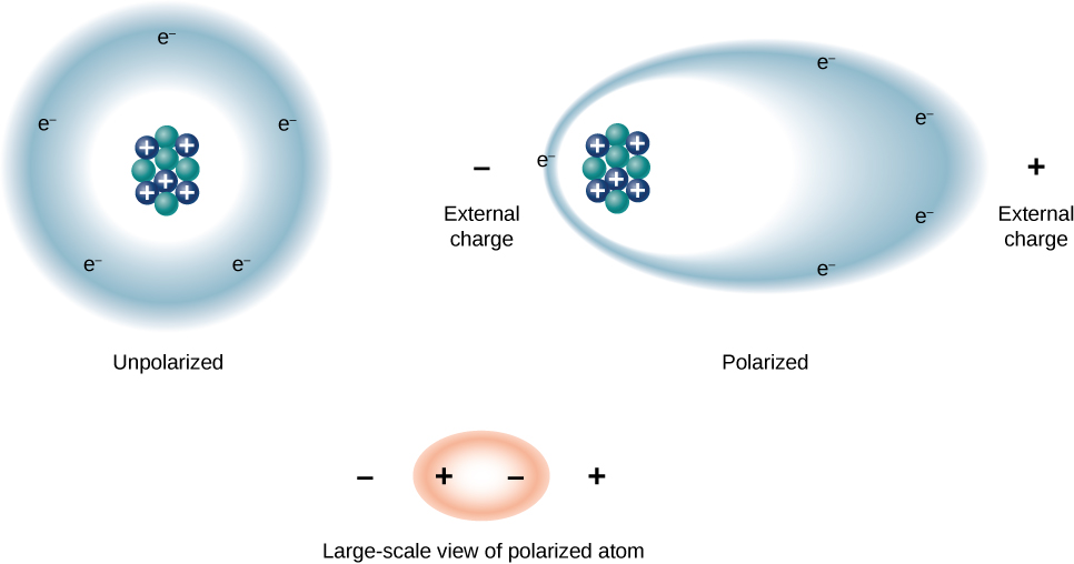 The figures show a large scale view of an atom. Figure a shows an unpolarized atom, with protons and neutrons in the center and a circular electron cloud surrounding the nucleus. Figure b shows a polarized atom and positive and negative external charges. The atom is oblong in shape with the electron cloud being pulled towards the positive external charge, and the nucleus being pulled towards the negative external charge. Figure c shows another oblong polarized atom.