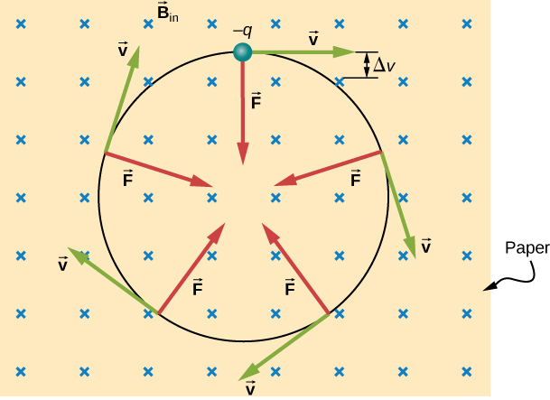 An illustration of the motion of a charged particle in a uniform magnetic field. The magnetic field points into the page. The particle is negative and moves in a clockwise circle. Its velocity is tangent to the circle, and the force points toward the center of the circle at all times.