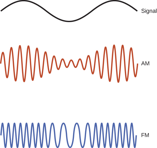 Figure shows three sinusoidal waves. The first one, labeled signal, has a larger wavelength than the other two. The second one, labeled AM has its amplitude modified according to the amplitude of the signal wave. The third one, labeled FM, has its frequency modified according to the amplitude of the signal wave.
