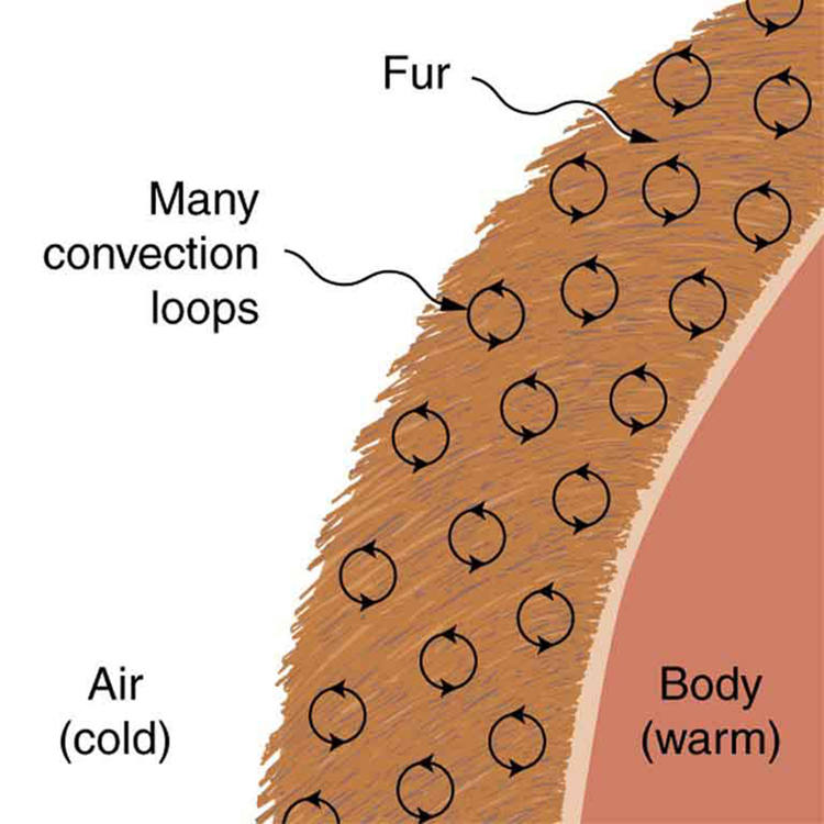The figure shows a cross-sectional view of a body covered by a fur layer. A number of convection loops are shown in the fur. The air outside the fur is cold and the body beneath the fur is warm.