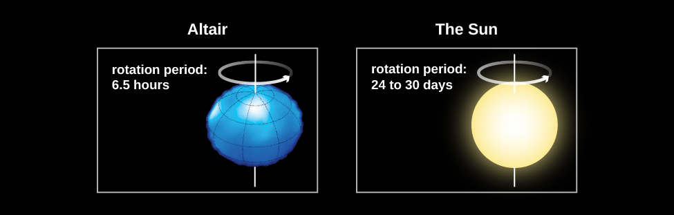 Diagram comparing stars with different rates of rotation. At left the star Altair is shown as seen looking at its equator. The rotation period is given as 6.5 hours. The star appears flattened from top to bottom and bulging outward along the equator, somewhat like an American football viewed lengthwise. At right the Sun is shown, with the rotation period given as 24-30 days. The Sun appears nearly circular.
