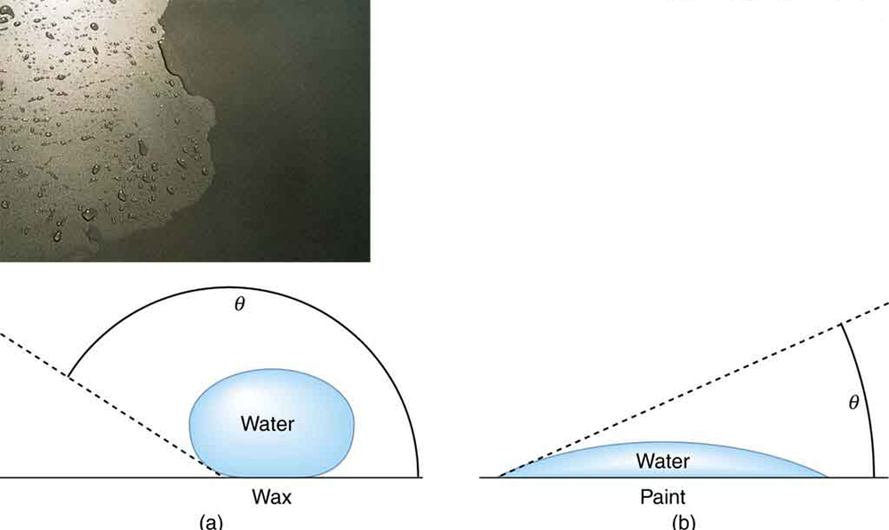 Water is seen to make beads on the waxed surface of car paint and it remains flat on the surface without wax. The beads are due to the greater force of attraction between the water molecules than between the water molecules and the surface. On the surface without wax the force of attraction between the water molecules and paint is greater.