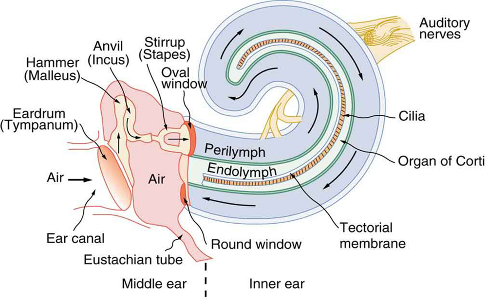 Schematic diagram of the middle and inner ear with various parts labeled.