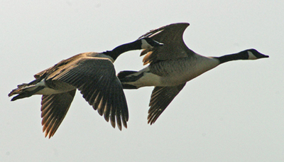 Two Canada geese flying close to each other in the sky.