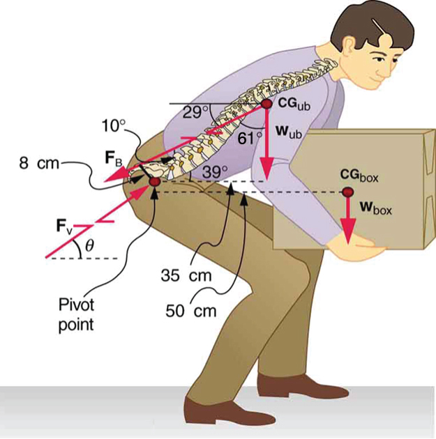 A man is bending forward to lift a box. The back muscles and vertebrae of the person are shown. The weight of the box is acting downward at its center of gravity. The vertebrae of the man are inclined vertical at sixty one degrees. A point on the joint of legs to the upper body is the pivot point. The distance between the center of gravity of the box and the pivot is fifty centimeters and perpendicular distance between the pivot and the weight of the man is thirty five centimeters.
