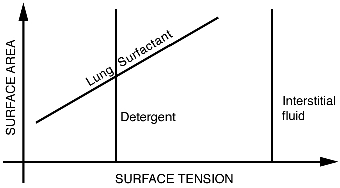 Graph of surface tension as a function of surface area for detergents and interstitial fluids.