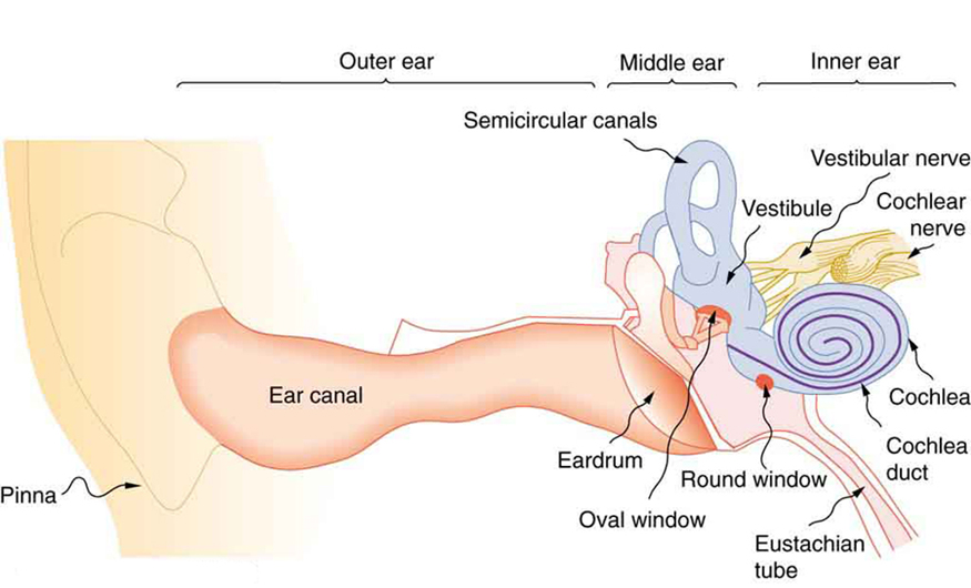 The picture shows the anatomy of a human ear. All organs in the ear are labeled. There is a pinna or the outer end of the ear, followed by a long ear canal in the outer ear. The middle ear has the eardrum little arc shaped. There are small round and oval windows next to it. There are semicircular canals. In the inner ear are snail shell shaped cochlea and cochlea duct. There is a Eustachian tube that leads downward. There are cochlear nerve and vestibular nerves in the inner ear.