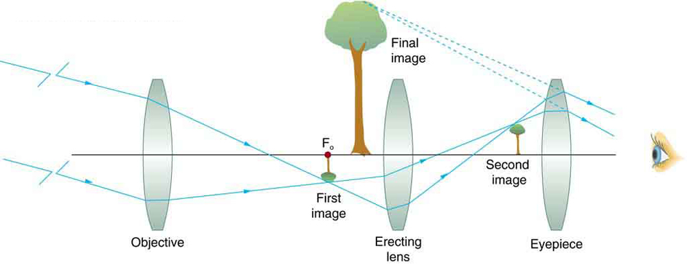 A ray diagram from left to right depicts a concave objective lens, a small inverted image of a tree, a magnified upright final image of tree, an erecting concave lens, a small upright image of a tree, concave lens as an eyepiece, and an eye to view on the same optical axis. Rays from a distant object strike the edges of the objective lens, converge at the focus of the focal point, form a small inverted image of the object and pass through the erecting lens, again forming the upright small image of the object, and finally, the rays pass through the eyepiece to the eye. Dotted lines joined backwards from the rays striking the eyepiece meet at a point where the final enlarged upright image of the object is formed.