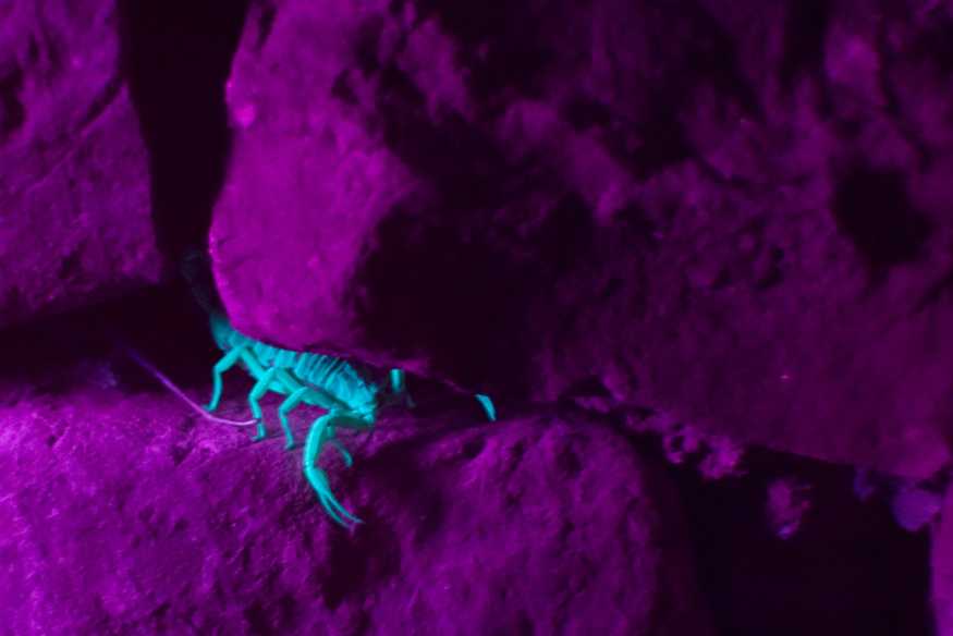 The image shows a scorpion hiding in the cracks of rocks. The skin of the scorpion glows blue when illuminated by an ultraviolet light in contrast to the rocks, which glow in violet color.