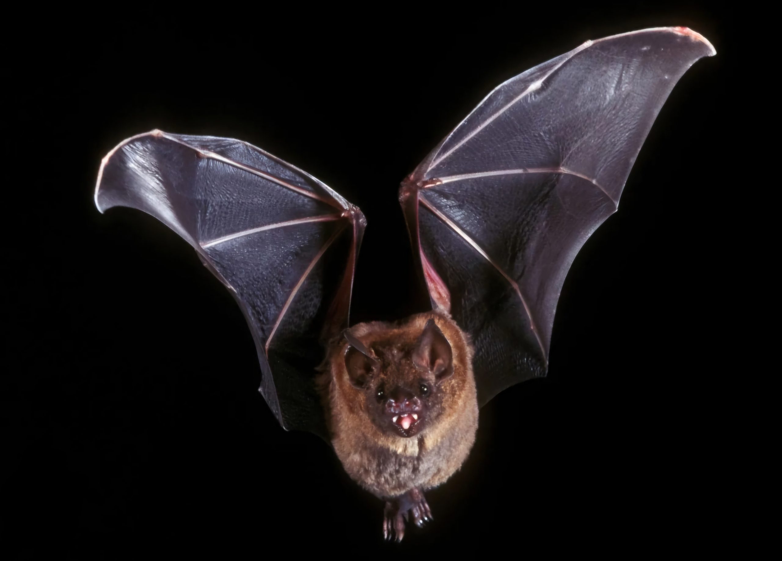 Picture shows a photograph of a flying bat with widespread wings.