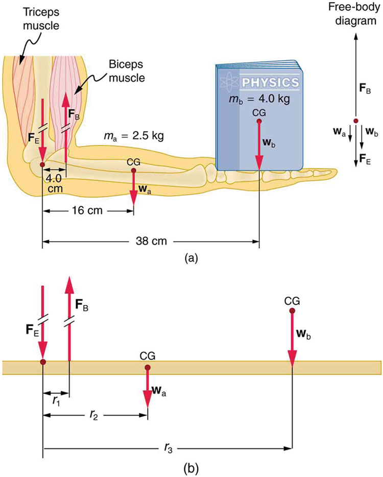 A forearm of a person holding a physics book is shown. The biceps and triceps muscles of the arm are visible. The elbow joint is the pivot point. The upper part of the arm is vertical and the lower part is horizontal. Biceps muscles are applying a force F B upward. The vertical bone of hand exerts a force F E on the pivot. At the midpoint of the lower part of the hand, the center of gravity of the hand is shown where the weight of the hand acts. The midpoint of the front face of the book is its center of gravity, where its weight acts downward. A free body diagram is also shown and the distances of the three forces F-B, C-G of arm, and C-G of book from the pivot are shown as r one, r two and r three.